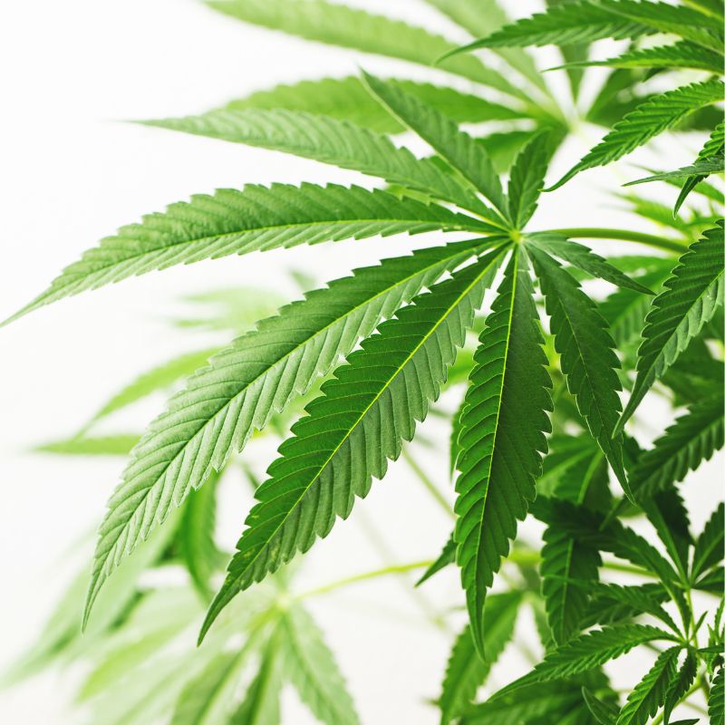 Decriminalization of the Possession of Certain Illegal Drugs